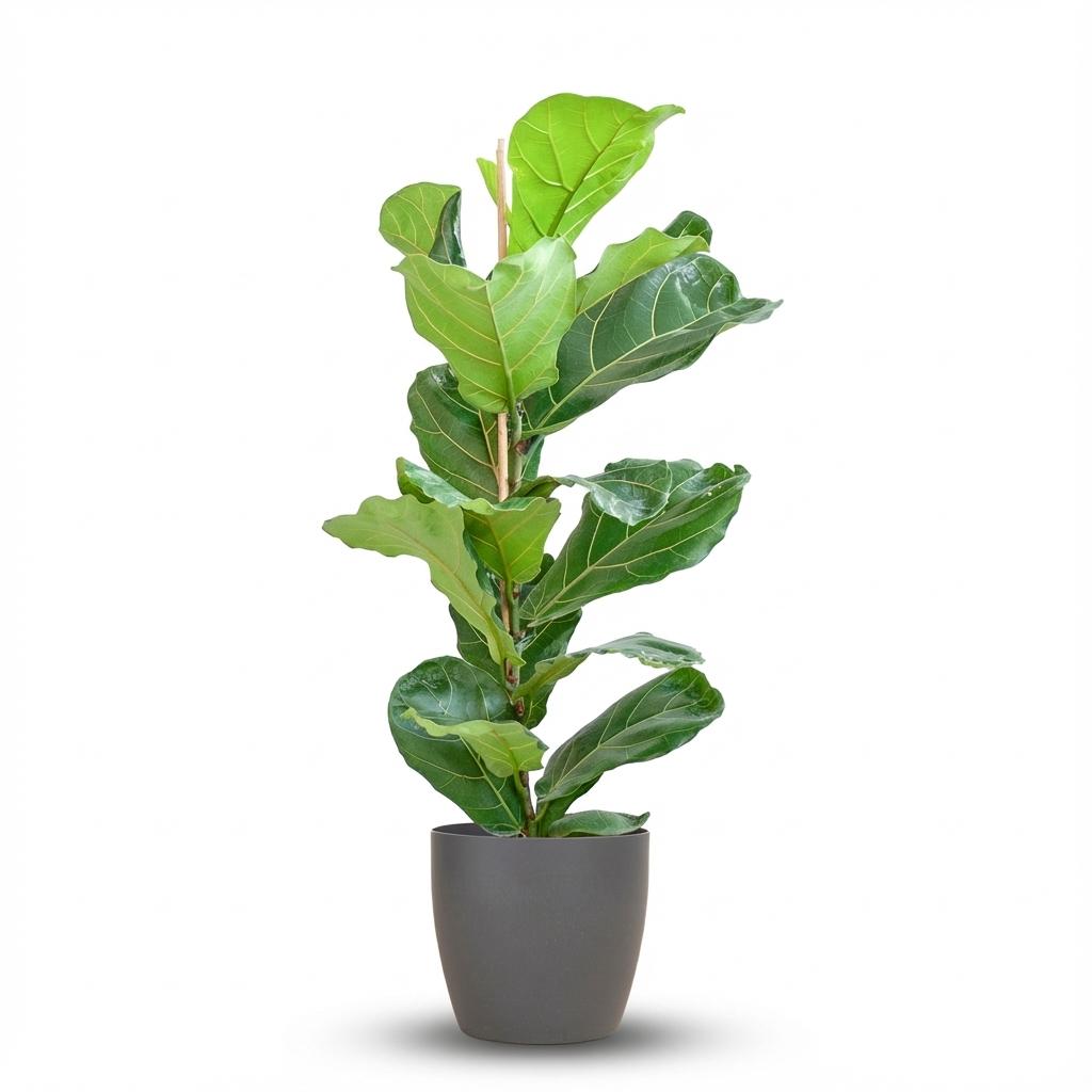 Ficus Lyrata mit Potter-Topf Grau – 80 cm – Ø21