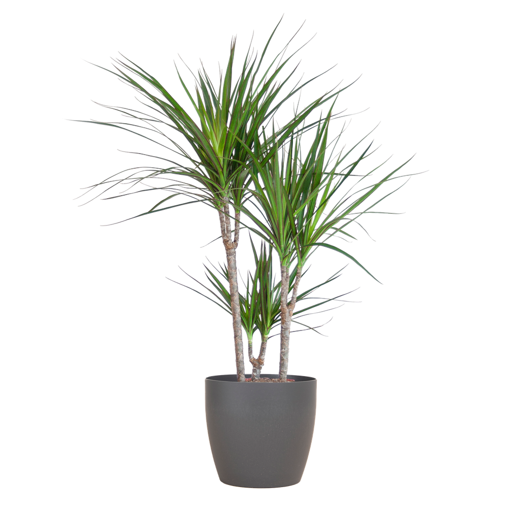Dracaena Marginata mit Potter-Topf grau – 95 cm – Ø21