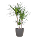 Drachenbaum (Dracaena marginata) – pflegeleichte Zimmerpflanze, Höhe ca. 95 cm