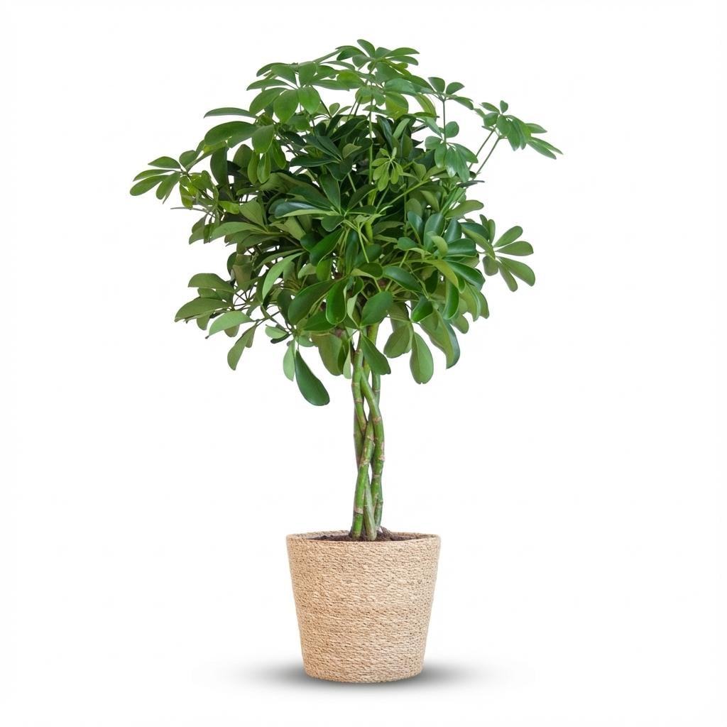 Schefflera Arab Nora mit Korb Zeegras natur - 70cm - Ø21