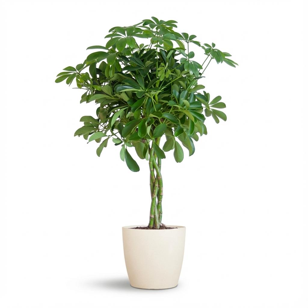 Schefflera Arab Nora mit Potter weiß – 70 cm – Ø21