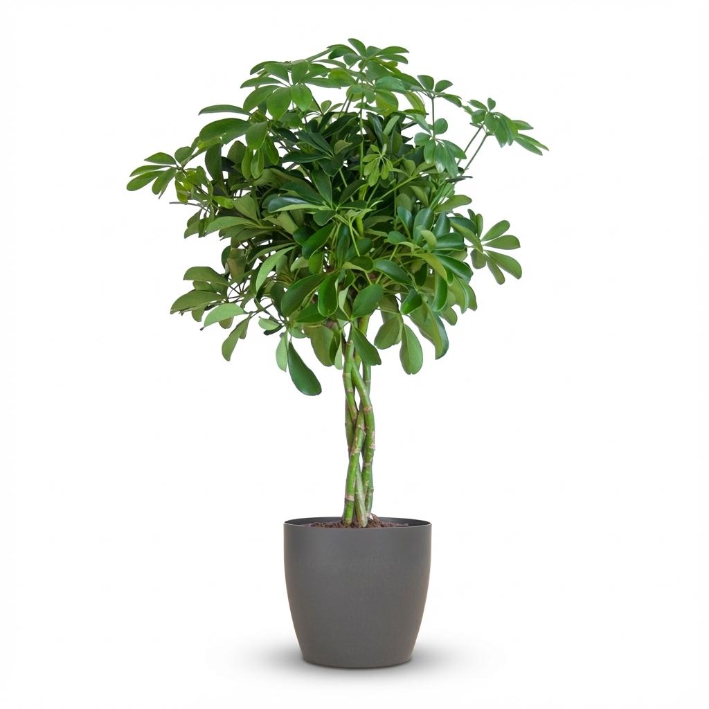 Schefflera Arab Nora mit Potter grau – 70 cm – Ø21