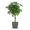 Strahlenaralie (Schefflera arboricola) – pflegeleichte Zimmerpflanze, Höhe ca. 70 cm