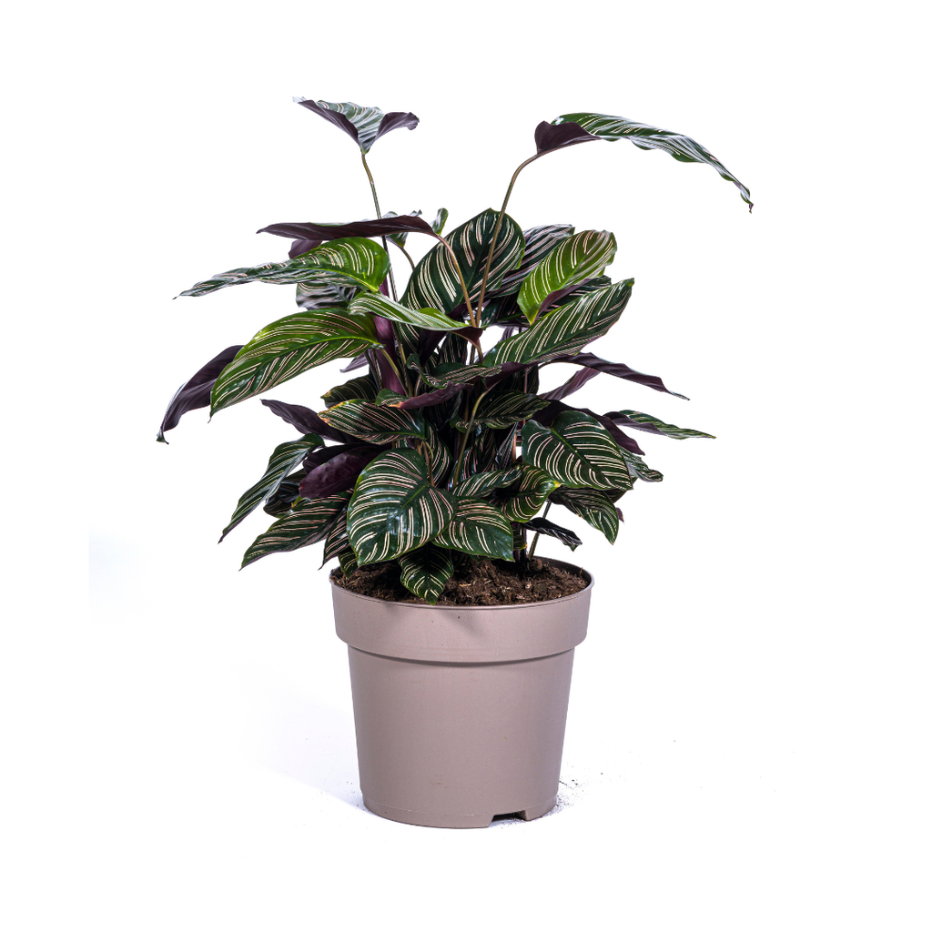 Korbmarante 'Ornata' (Calathea ornata) – pflegeleichte Zimmerpflanze, Topf-Ø 27 cm, Höhe ca. 27 cm