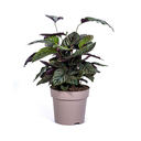 Korbmarante 'Ornata' (Calathea ornata) – pflegeleichte Zimmerpflanze, Topf-Ø 27 cm, Höhe ca. 27 cm