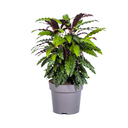 Rotbart-Korbmarante (Calathea rufibarba) – pflegeleichte Zimmerpflanze, Topf-Ø 27 cm, Höhe ca. 27 cm