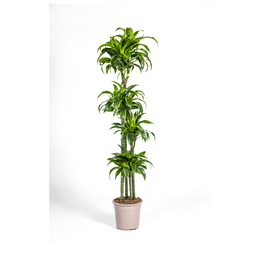 Drachenbaum (Dracaena deremensis) – pflegeleichte Zimmerpflanze, Topf-Ø 27 cm, Höhe ca. 27 cm