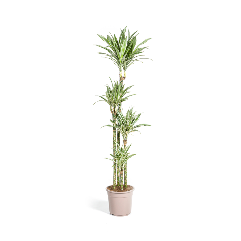 Dracaena Deremensis Weißer Streifen Ø27cm - ↕170 - 190cm