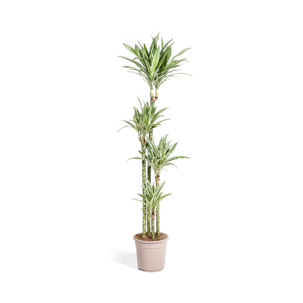 Drachenbaum 'White Stripe' (Dracaena deremensis) – pflegeleichte Zimmerpflanze, Topf-Ø 27 cm, Höhe ca. 170–190 cm