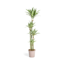 Dracaena Deremensis Weißer Streifen Ø27cm - ↕170 - 190cm