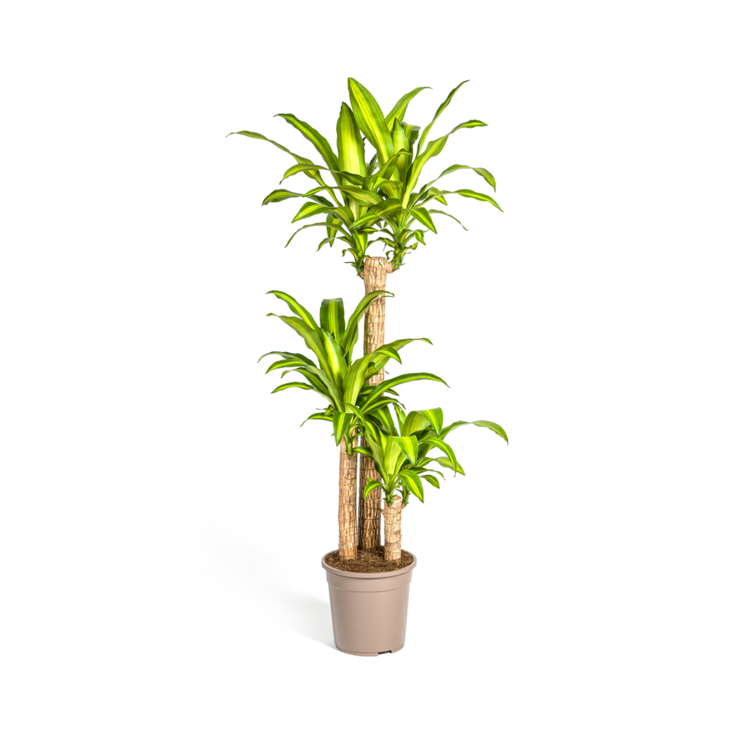 Duftender Drachenbaum (Dracaena fragrans) – pflegeleichte Zimmerpflanze, Topf-Ø 24 cm, Höhe ca. 24 cm
