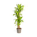 Duftender Drachenbaum (Dracaena fragrans) – pflegeleichte Zimmerpflanze, Topf-Ø 30 cm, Höhe ca. 30 cm