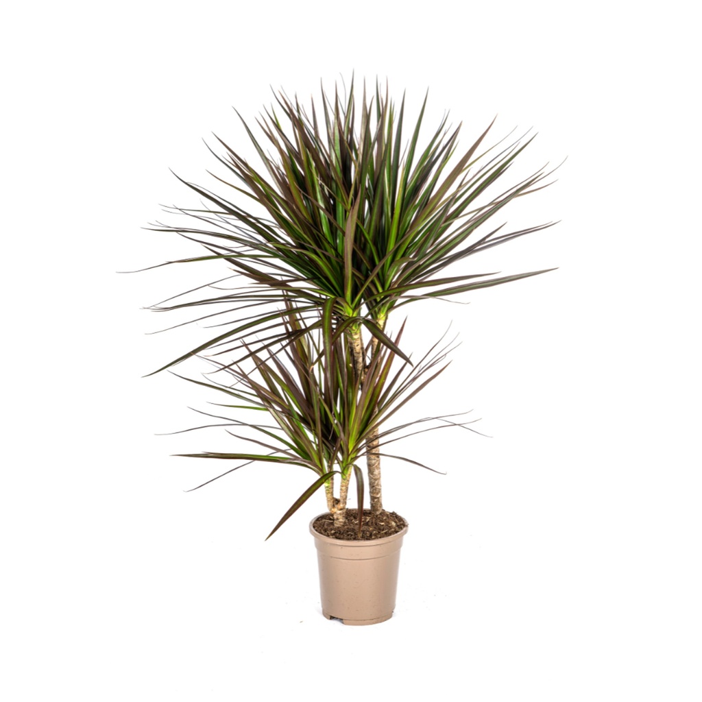 Drachenbaum (Dracaena marginata) – pflegeleichte Zimmerpflanze, Topf-Ø 17 cm, Höhe ca. 17 cm