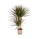 Drachenbaum (Dracaena marginata) – pflegeleichte Zimmerpflanze, Topf-Ø 17 cm, Höhe ca. 17 cm