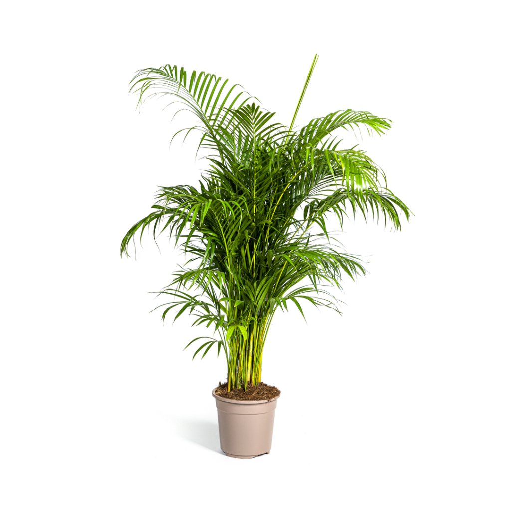 Goldfruchtpalme (Dypsis arenarum) – pflegeleichte Zimmerpflanze, Topf-Ø 27 cm, Höhe ca. 27 cm
