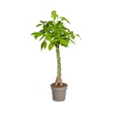 Glückskastanie (Pachira aquatica) – pflegeleichte Zimmerpflanze, Topf-Ø 27 cm, Höhe ca. 27 cm