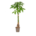 Glückskastanie (Pachira aquatica) – pflegeleichte Zimmerpflanze, Topf-Ø 24 cm, Höhe ca. 24 cm