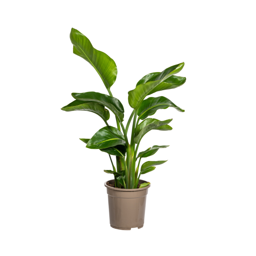 Baumstrelitzie 'Nicolai' (Strelitzia nicolai) – pflegeleichte Zimmerpflanze, Topf-Ø 21 cm, Höhe ca. 21 cm