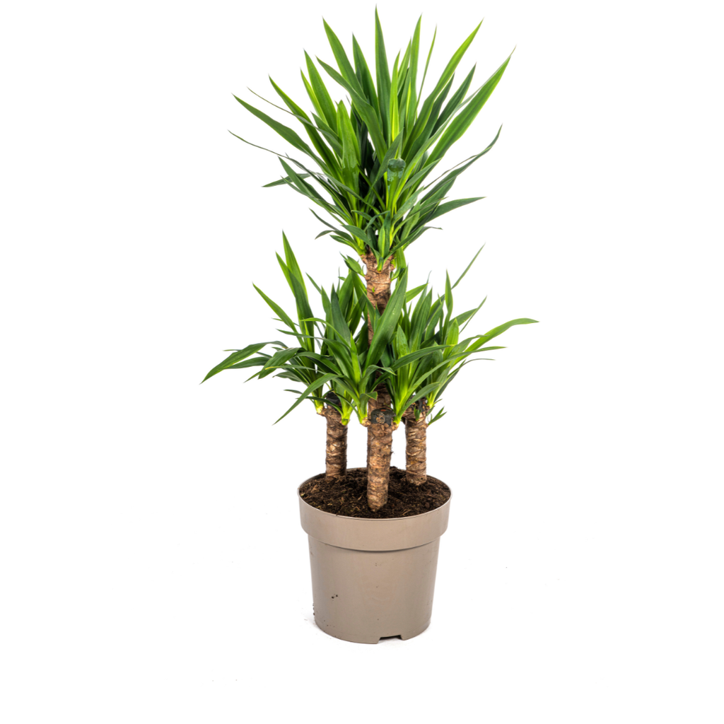 Riesen-Palmlilie (Yucca elephantipes) – pflegeleichte Zimmerpflanze, Topf-Ø 30 cm, Höhe ca. 30 cm