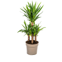 Riesen-Palmlilie (Yucca elephantipes) – pflegeleichte Zimmerpflanze, Topf-Ø 30 cm, Höhe ca. 30 cm