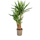 Palmlilie (Yucca elephantipes) – pflegeleichte Zimmerpflanze, Topf-Ø 24 cm, Höhe ca. 24 cm