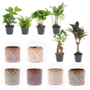 Mini-Pflanzen Set (Mini) – pflegeleichte Zimmerpflanze