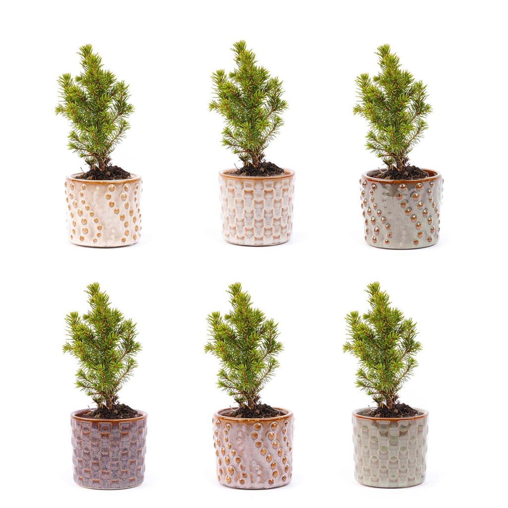 Mini-Weihnachtsbaum Set 6 - Inklusive Topf Set Madrid - Drahtbeleuchtung mit 20 LED-Lämpchen