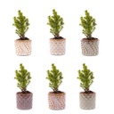 Mini-Weihnachtsbaum Set 6 - Inklusive Topf Set Madrid - Drahtbeleuchtung mit 20 LED-Lämpchen