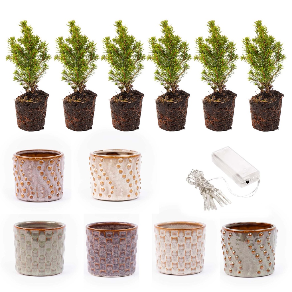 Mini-Weihnachtsbaum Set 6 - Inklusive Topf Set Madrid + 20 LED Lights