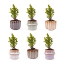 Mini Weihnachtsbaum Set 6 - Inklusive Topf Set Barcelona