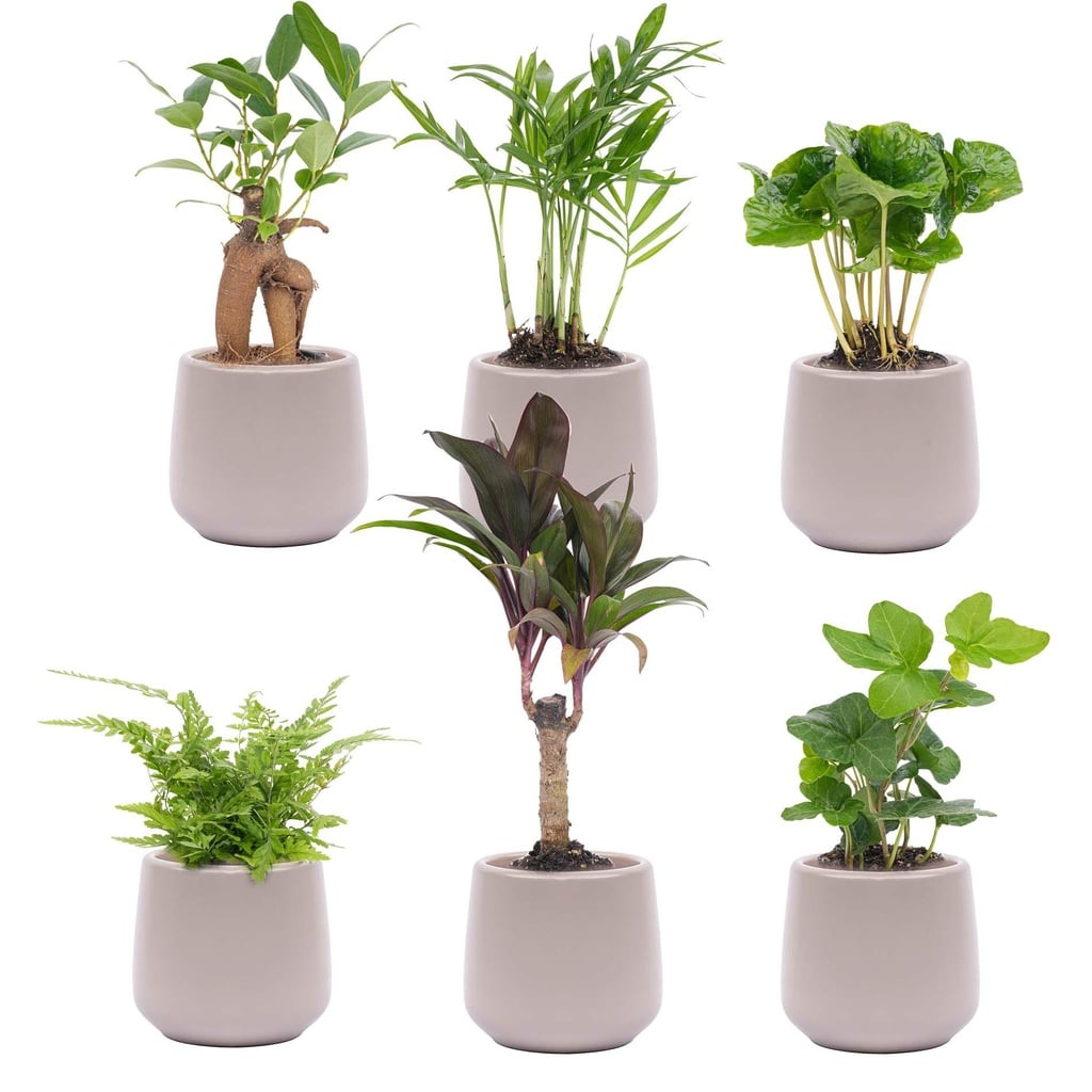 Mini Pflanzen Set 6 - Inklusive 6x Topf Joey grau matt