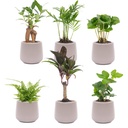 Mini Pflanzen Set 6 - Inklusive 6x Topf Joey grau matt
