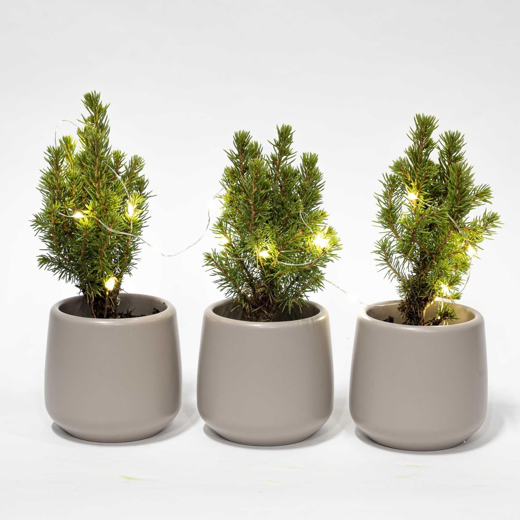 Mini Weihnachtsbaum Set 3 - Inklusive 3x Topf Joey grau + 20 led lights