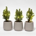 Mini Weihnachtsbaum Set 3 - Inklusive 3x Topf Joey grau + 20 led lights
