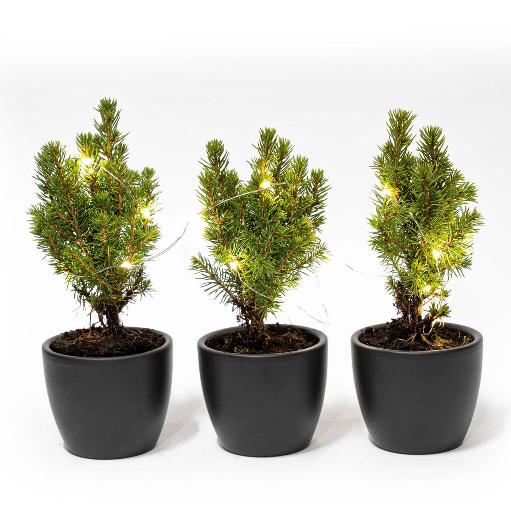 Mini-Weihnachtsbaum Set 3 - inklusive Boule Anthrazit Topf + 20 led lights