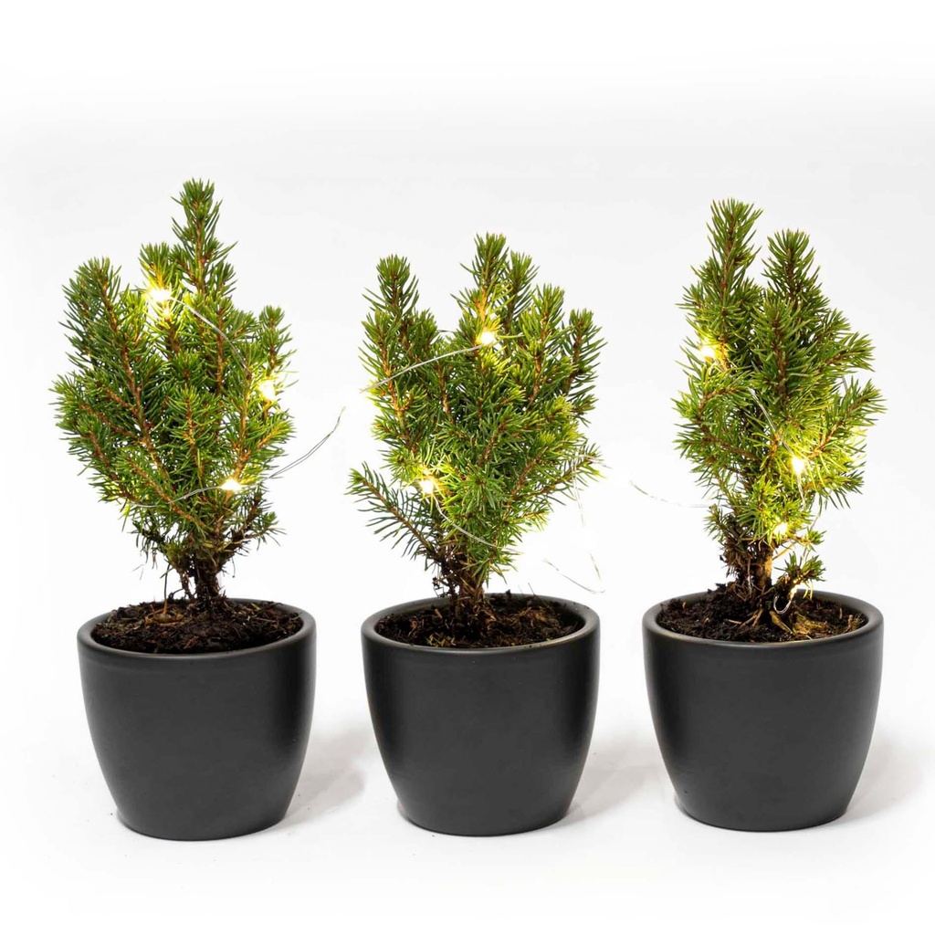 Mini-Weihnachtsbaum Set 3 - inklusive Boule Anthrazit Topf + 20 led lights