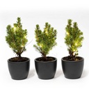 Mini-Weihnachtsbaum Set 3 - inklusive Boule Anthrazit Topf + 20 led lights