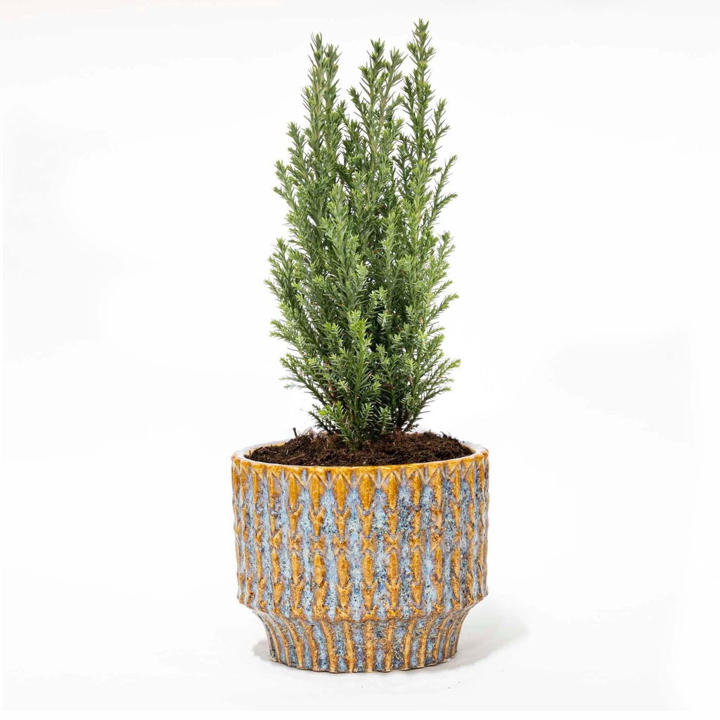 Kerstboom 'Ellwoodii' + Topf Echo - 25 - 30 cm hoch