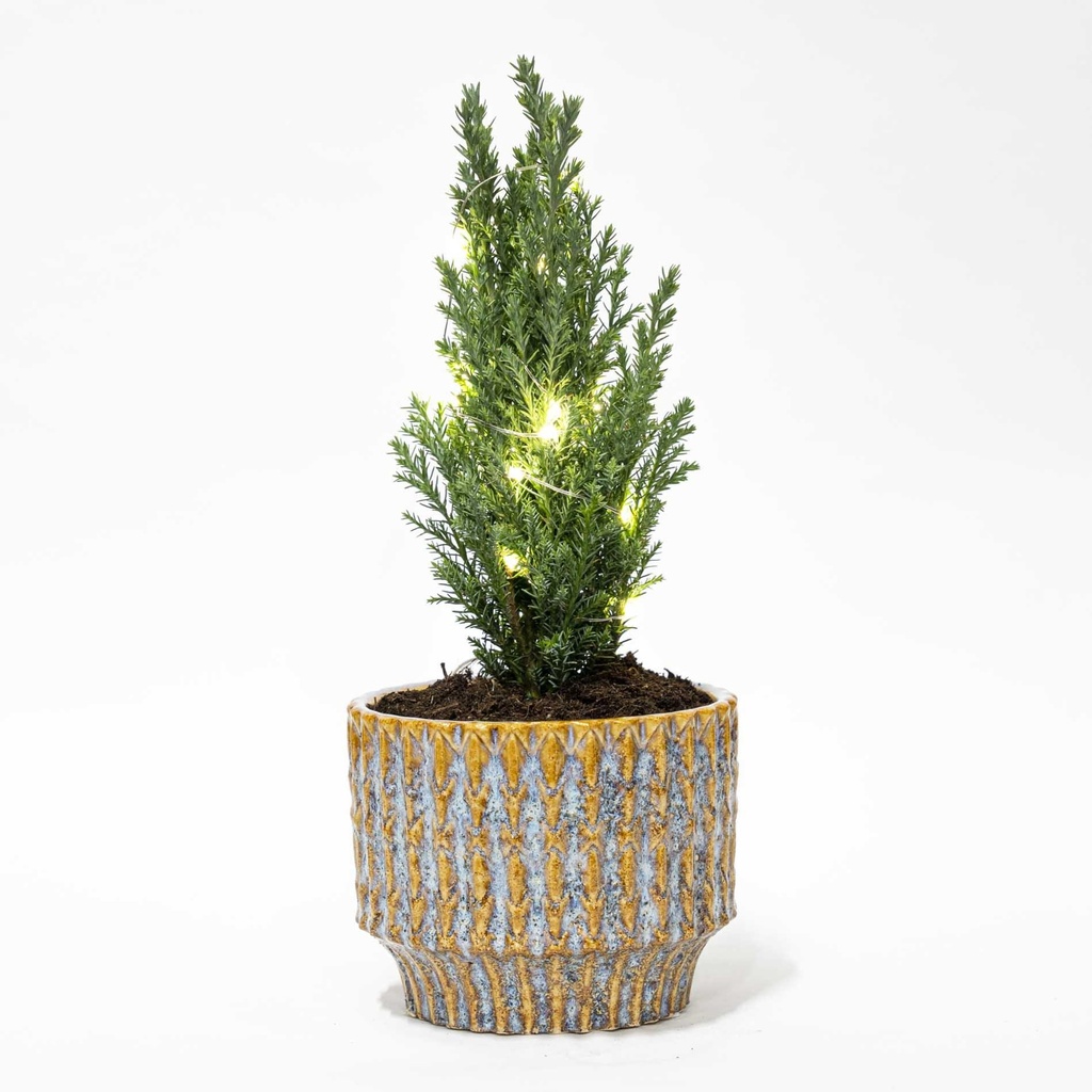 Kerstboom 'Ellwoodii' + Topf Echo + 20 Kerzenbeleuchtung - 25 - 30 cm hoch