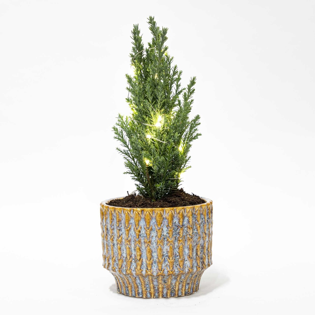 Kerstboom 'Ellwoodii' + Topf Echo + 20 Kerzenbeleuchtung - 25 - 30 cm hoch