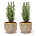 Set von 2 - Weihnachtsbaum 'Ellwoodii' + Topf Echo - 30 cm hoch