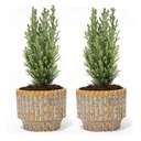 Set von 2 - Weihnachtsbaum 'Ellwoodii' + Topf Echo - 30 cm hoch