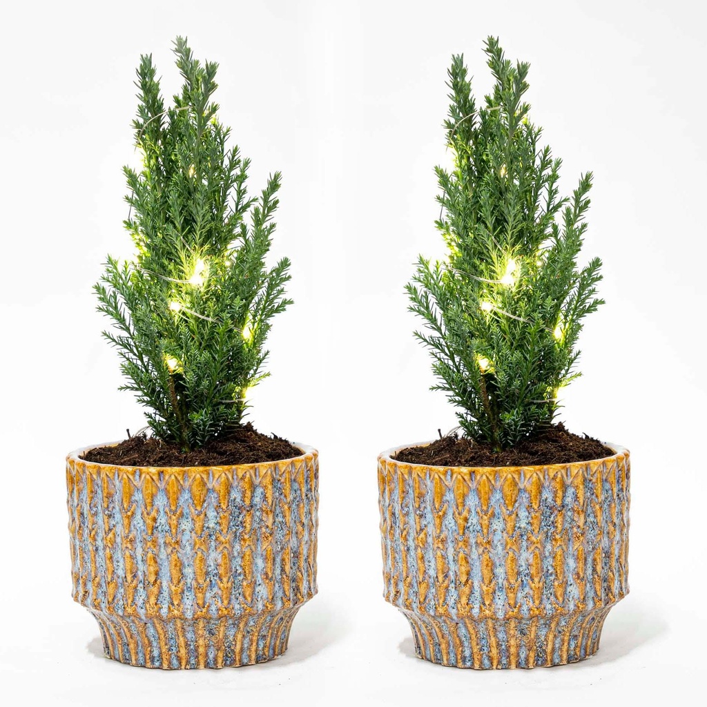Set von 2 - Weihnachtsbaum 'Ellwoodii' + Topf Echo + 20 LED Lampen - 25 - 30 cm hoch
