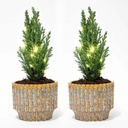 Set von 2 - Weihnachtsbaum 'Ellwoodii' + Topf Echo + 20 LED Lampen - 25 - 30 cm hoch