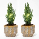 Set von 2 - Weihnachtsbaum 'Ellwoodii' + Topf Echo + 20 LED Lampen - 25 - 30 cm hoch