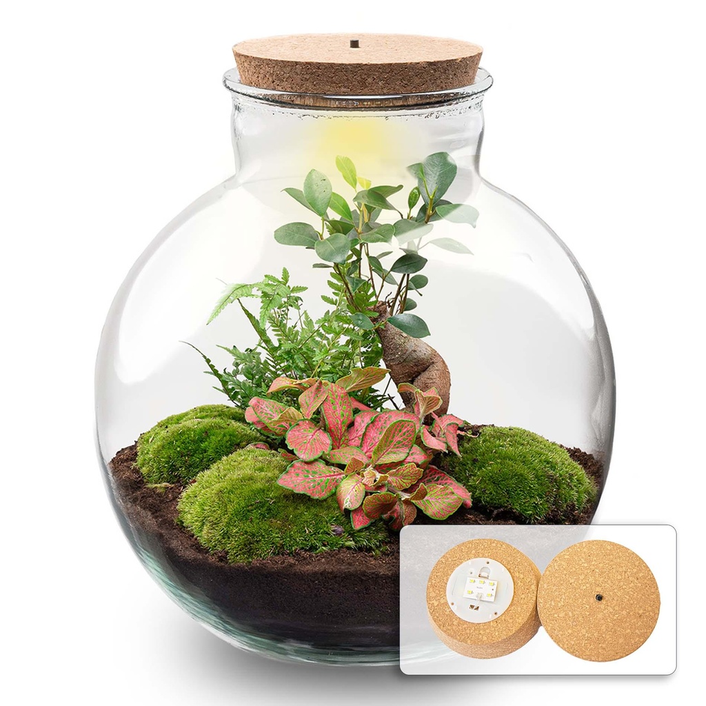 DIY Pflanzen-Terrarium mit Licht - Bolder Bob Bonsai - Ø 31 cm ↑ 30 cm