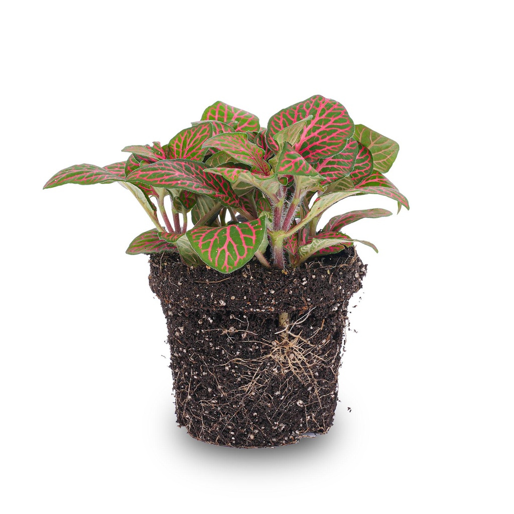 Fittonia rot - Mosaikpflanze - Topfgröße 8