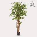 Kunstpflanze - Ficus Liane - Geigenblattpflanze - 170cm