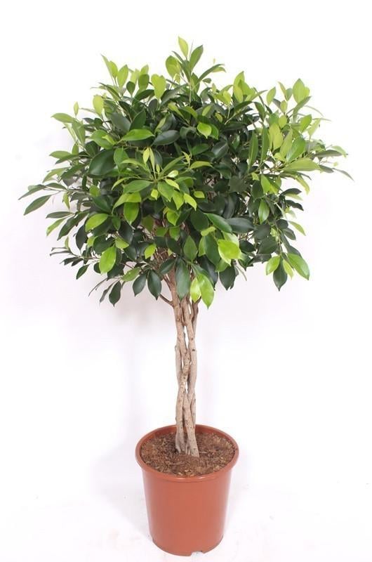 Ficus Nitida geflochtener Stamm - 100 cm