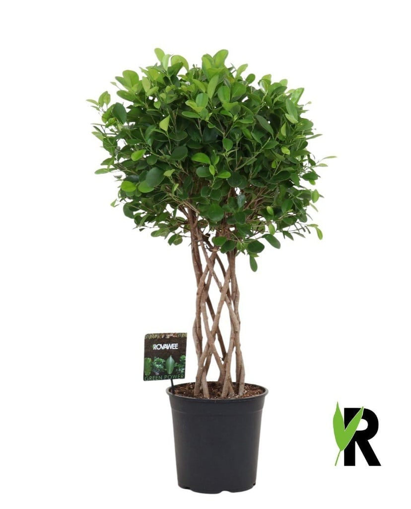 Geflochtener Ficus (Ficus moclame) – pflegeleichte Zimmerpflanze, Höhe ca. 120 cm